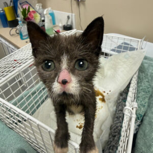 Head to tail feline CPD for practitioners: Course 3 - The Abdomen