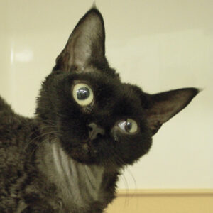 Head to tail feline CPD for practitioners: Course 1 - The Head