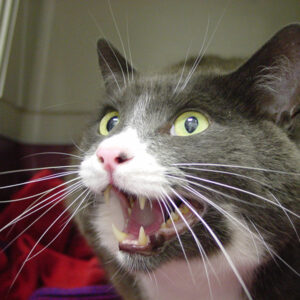 Head to tail feline CPD for practitioners: Course 2 - The Thorax