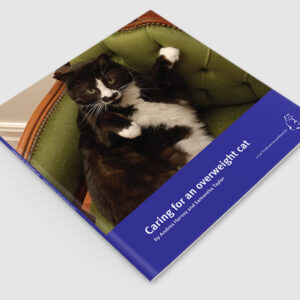 Caring for an Overweight Cat