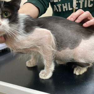 The skin and musculoskeletal system