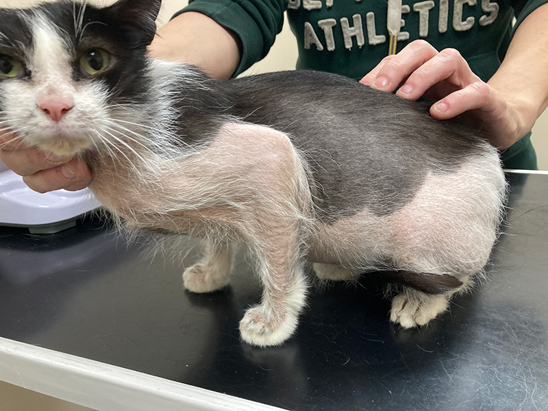 The skin and musculoskeletal system