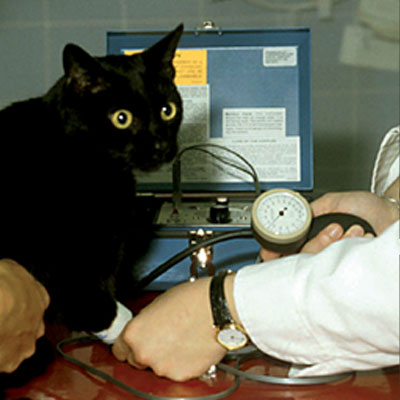 Measuring cat blood pressure