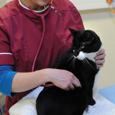 Cat examination