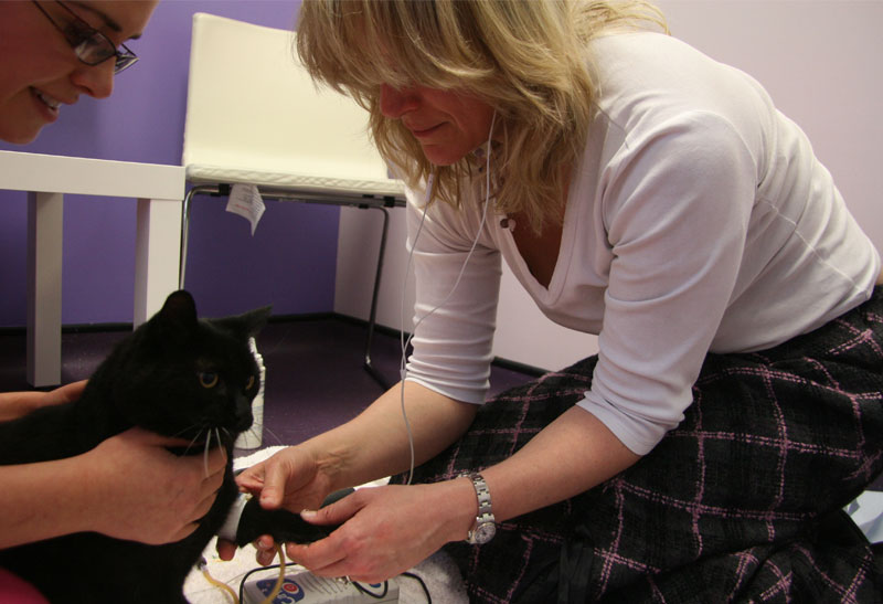 cat-services Services for Cats Vet Professionals