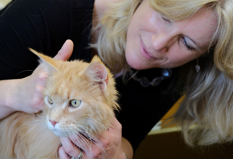 Veterinary referrals